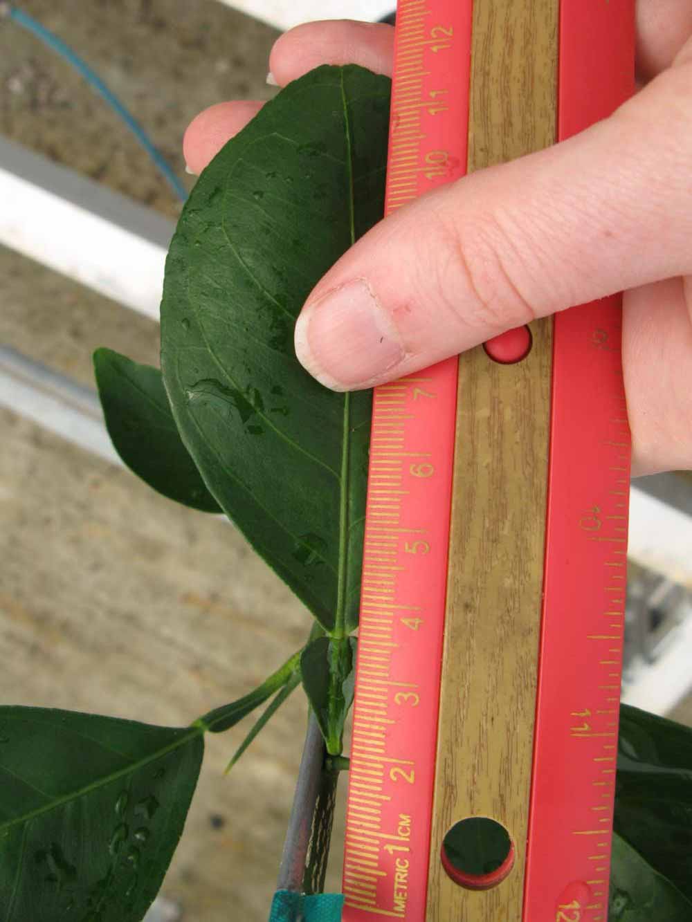              Unifoliolate leaf (Phillip Rucks Citrus Nursery, Frostproof,   FL)       